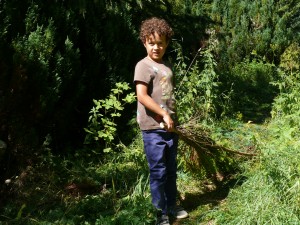 ramassage des arbres (2)